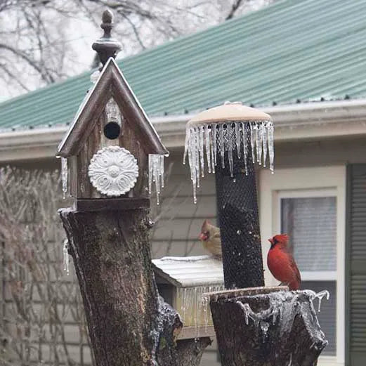 Winter is for the birds